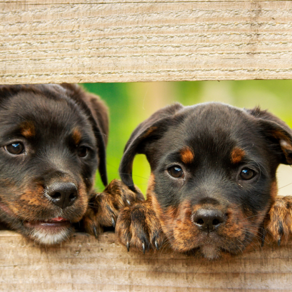 Pet Talks - Potty (English)